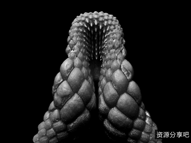 《毒蛇：2021年精彩冒险之旅》