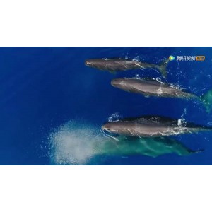 BBC纪录片《蓝色星球.SE1-2》：1080PH265高清原画，阿里云盘/APP可支持倍速播放